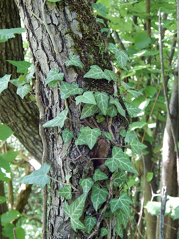 brečtan popínavý Hedera helix L.