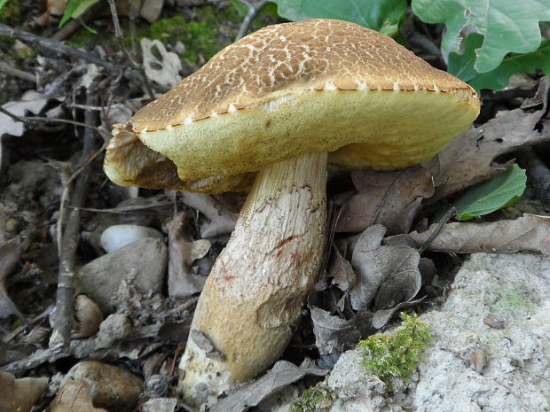 kozák žltopórový Leccinellum crocipodium (Letell.) Della Maggiora & Trassinelli