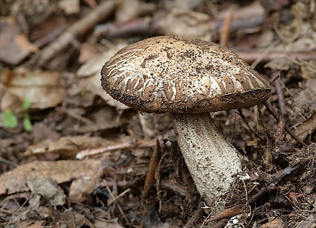 kozák hrabový Leccinum pseudoscabrum (Kallenb.) Šutara