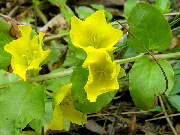 čerkáč peniažtekový Lysimachia nummularia L.