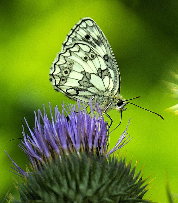 očkáň timotejkový Melanargia galathea Linnaeus, 1758