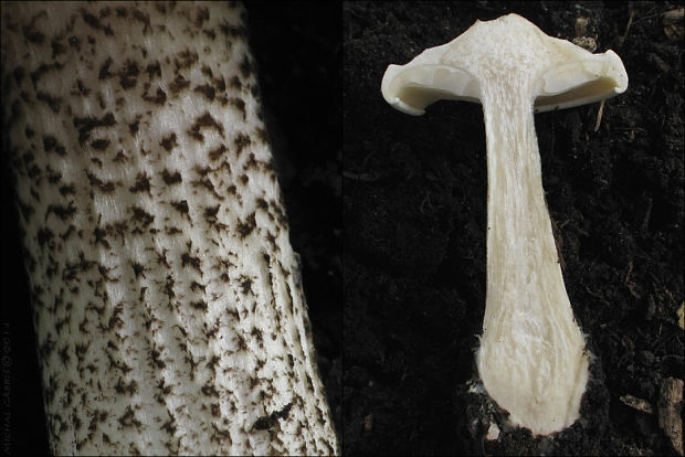 tmavuľka bradavičnatá Melanoleuca verrucipes (Fr.) Singer