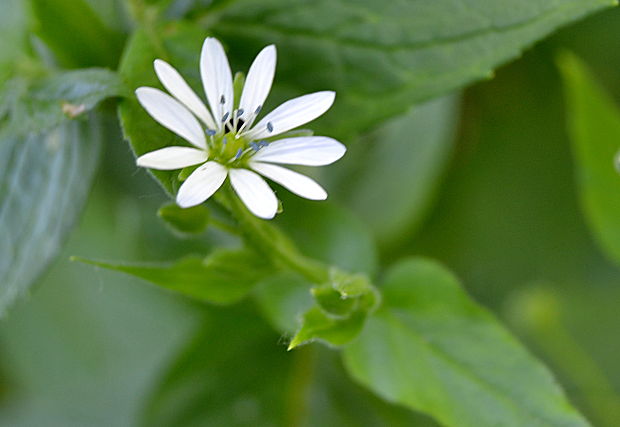 mäkkuľa vodná Myosoton aquaticum (L.) Moench