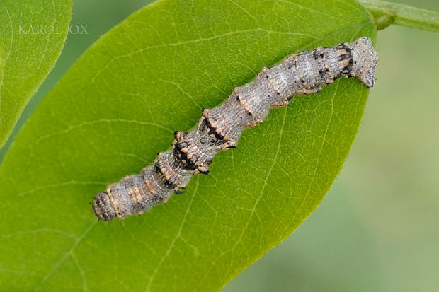 piadivka hrušková Phigalia pilosaria