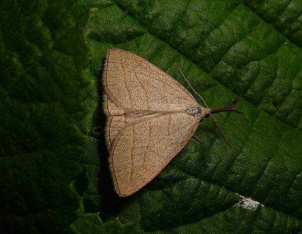 pamora hmatadlová Polypogon tentacularia