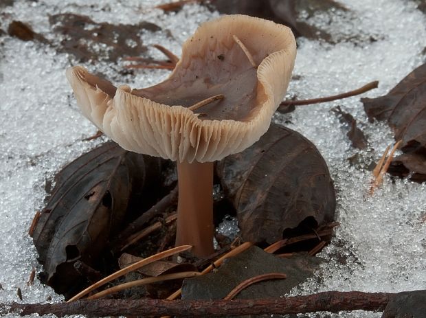 peniazovka maslová Rhodocollybia butyracea (Bull.) Lennox