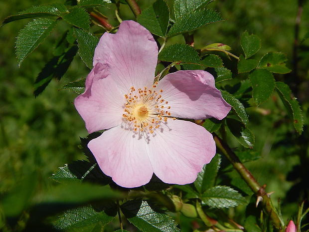 ruža šípová Rosa canina L.