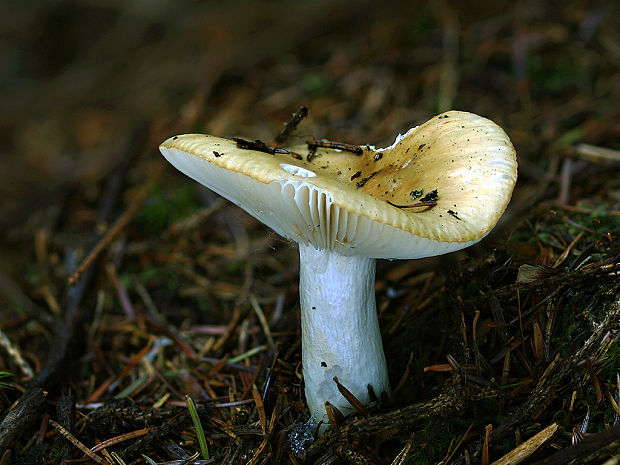 plávka hlinovožltá Russula ochroleuca Fr.