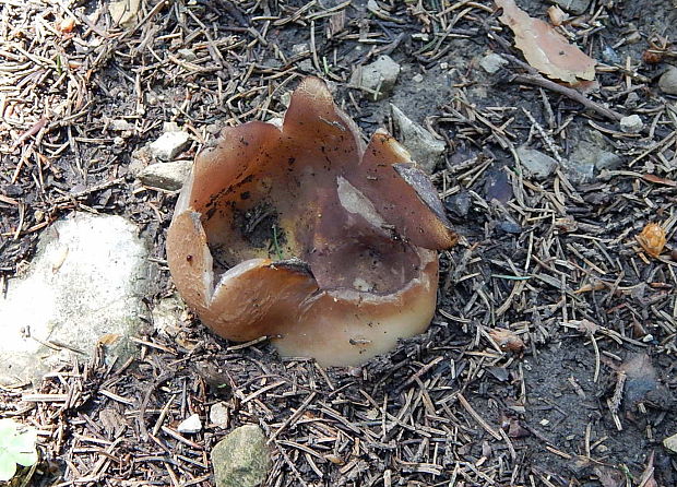 tulipánovka fialová Sarcosphaera coronaria (Jacq.) J. Schröt.