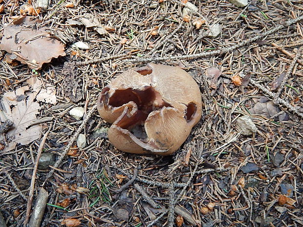 tulipánovka fialová Sarcosphaera coronaria (Jacq.) J. Schröt.