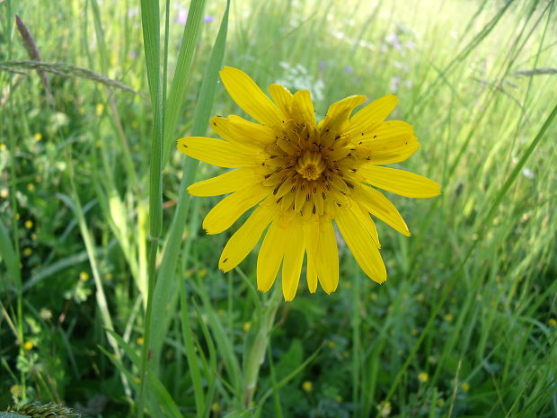 kozobrada lúčna Tragopogon pratensis L.