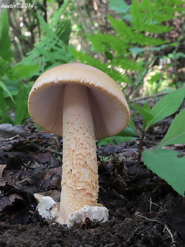 muchotrávka oranžová Amanita crocea (Quél.) Singer