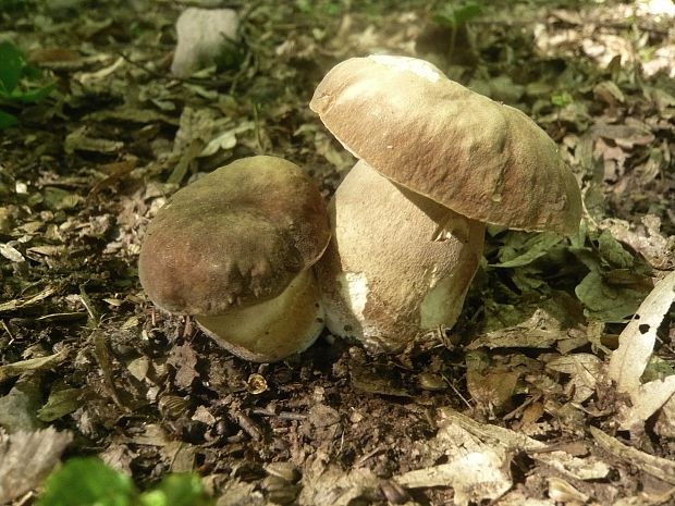 hríb dubový Boletus reticulatus Schaeff.