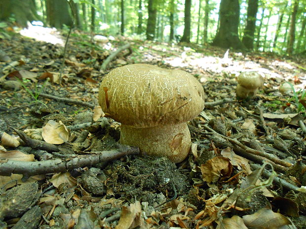 hríb dubový Boletus reticulatus Schaeff.