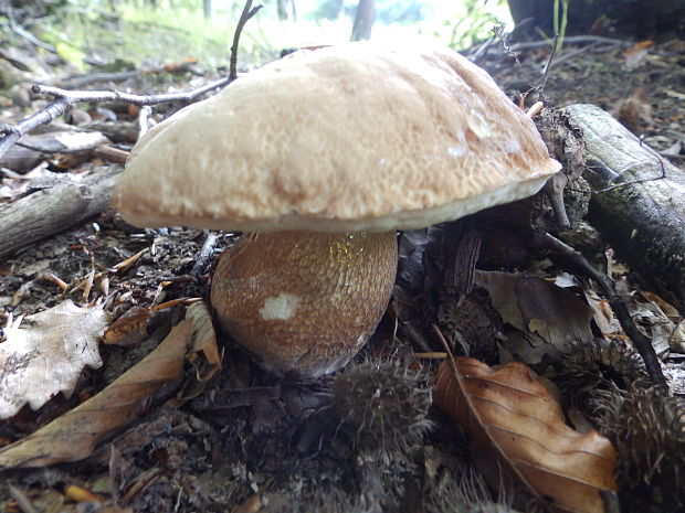 hríb dubový Boletus reticulatus Schaeff.