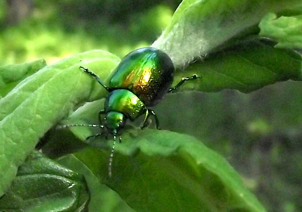 liskavka mätová Chrysolina herbacea