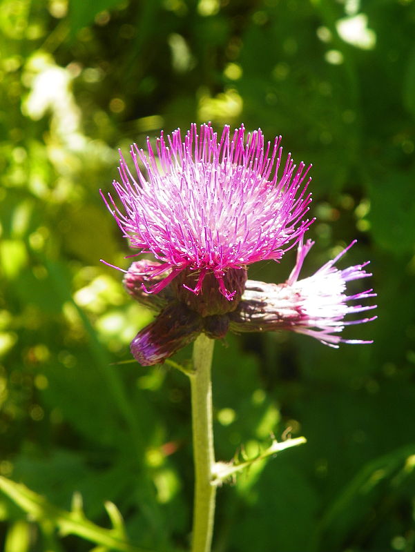 pichliač potočný Cirsium rivulare (Jacq.) All.