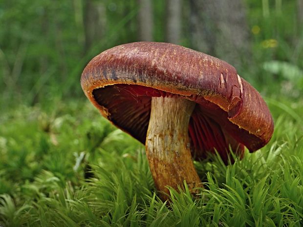 pavučinovec Cortinarius sp.