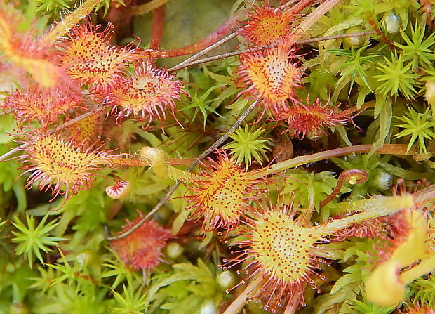 rosička okrúhlolistá Drosera rotundifolia L.