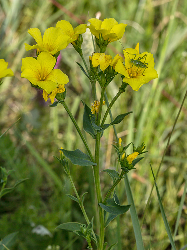 ľan žltý Linum flavum L.