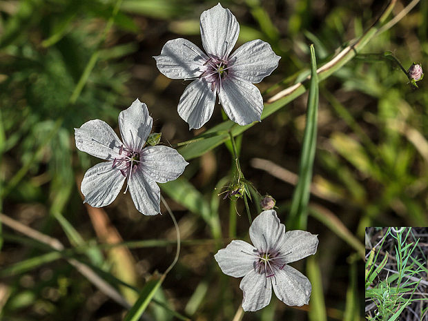 ľan tenkolistý Linum tenuifolium L.