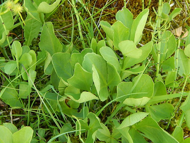 vachta trojlistá Menyanthes trifoliata L.