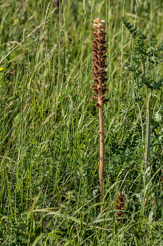 záraza alsaská Orobanche alsatica Kirschl.