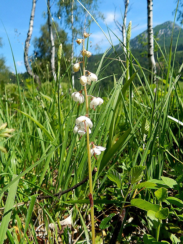 hruštička okrúhlolistá Pyrola rotundifolia L.