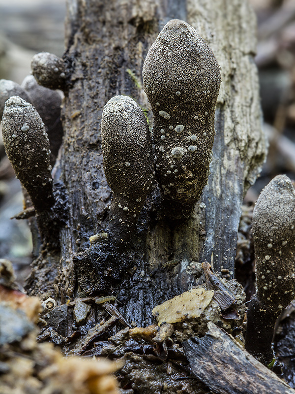 drevnatec Xylaria sp.