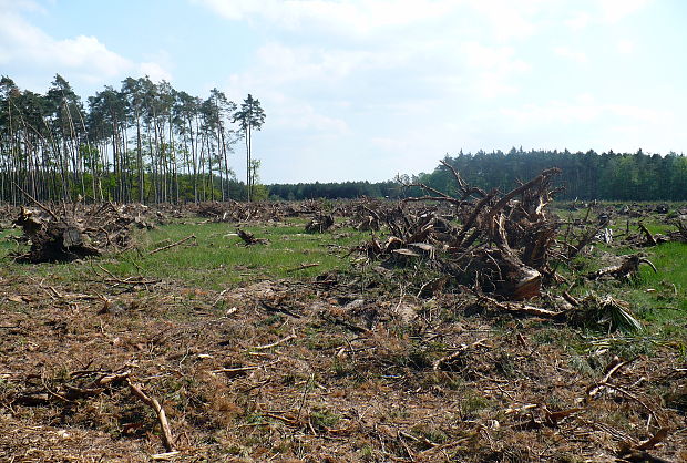 Klčovanie pokračuje.