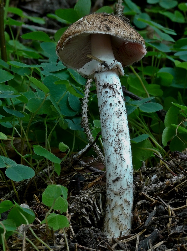 pečiarka lesná Agaricus sylvaticus Schaeff.