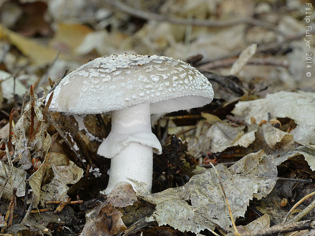 muchotrávka hrubá Amanita excelsa (Fr.) Bertill.