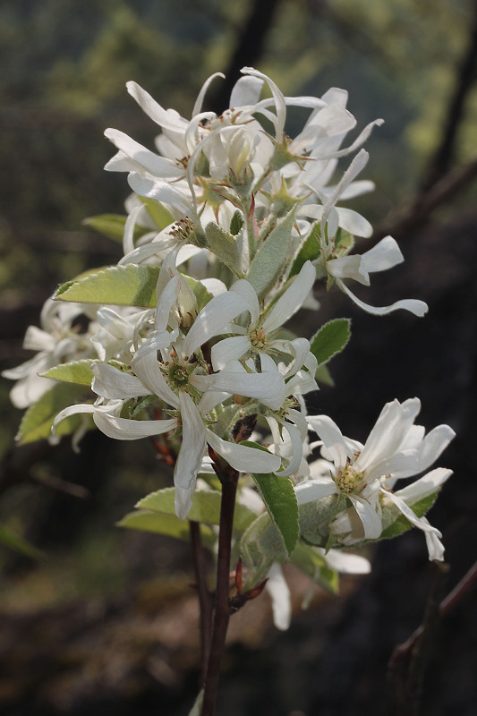 muchovník vajcovitý Amelanchier ovalis Medik.