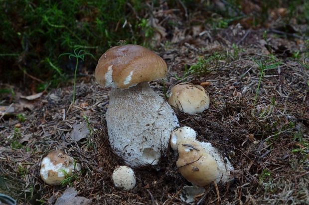 hríb smrekový Boletus edulis Bull.