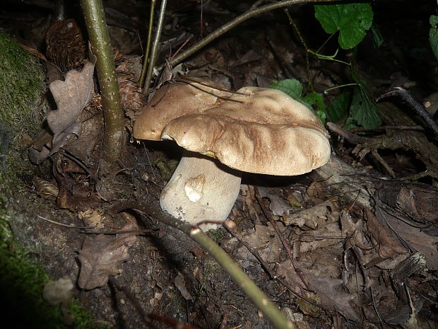 hríb dubový Boletus reticulatus Schaeff.