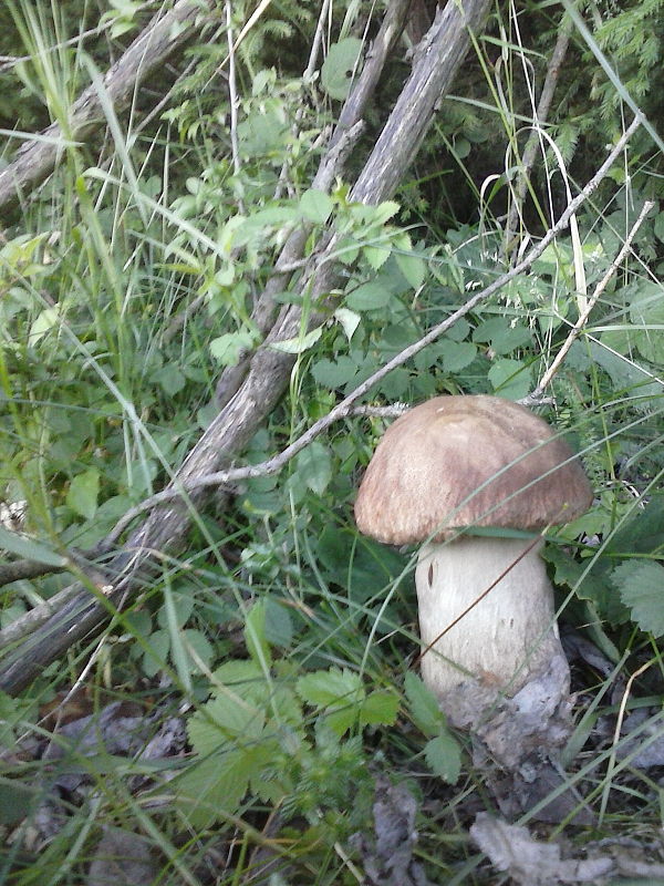 hríb dubový Boletus reticulatus Schaeff.