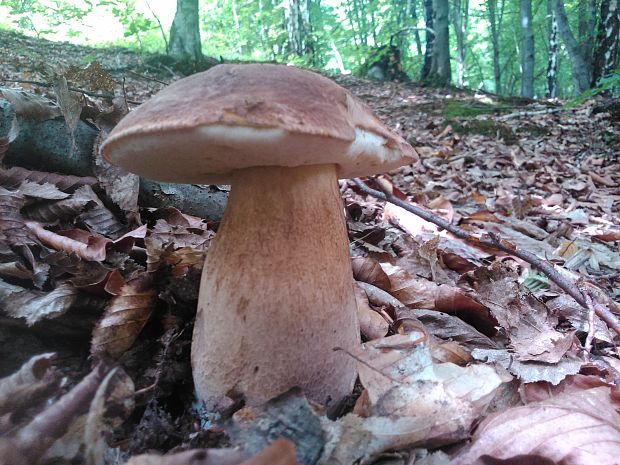 hríb dubový Boletus reticulatus Schaeff.