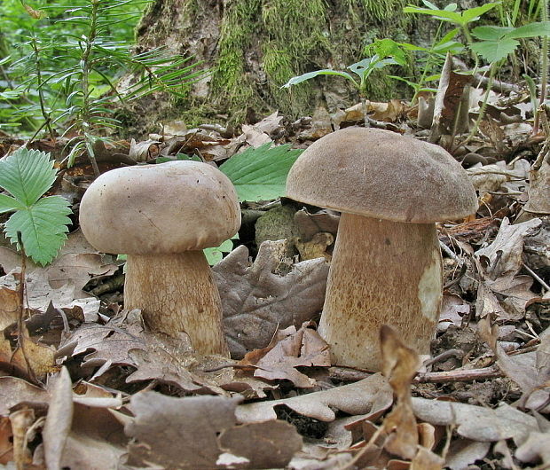 hríb dubový Boletus reticulatus Schaeff.