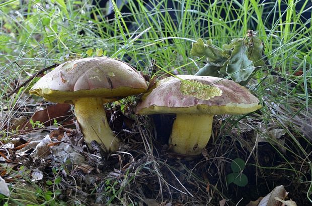 hríb kráľovský Butyriboletus regius (Krombh.) D. Arora & J.L. Frank