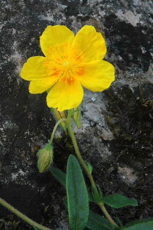 devätorník veľkokvetý Helianthemum grandiflorum (Scop.) DC.