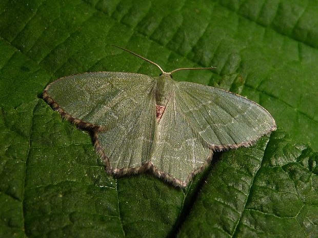 piadivka letná  Hemithea aestivaria