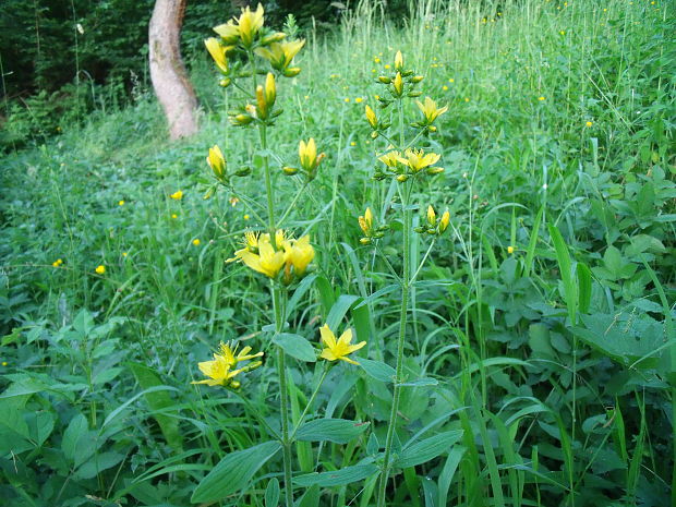 ľubovník  Hypericum sp. L.