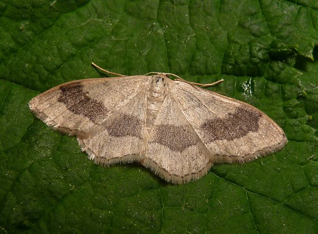 piadica kručinková Idaea aversata