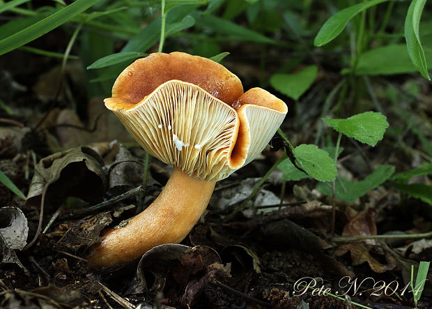 rýdzik hrdzavý Lactarius fulvissimus Romagn.