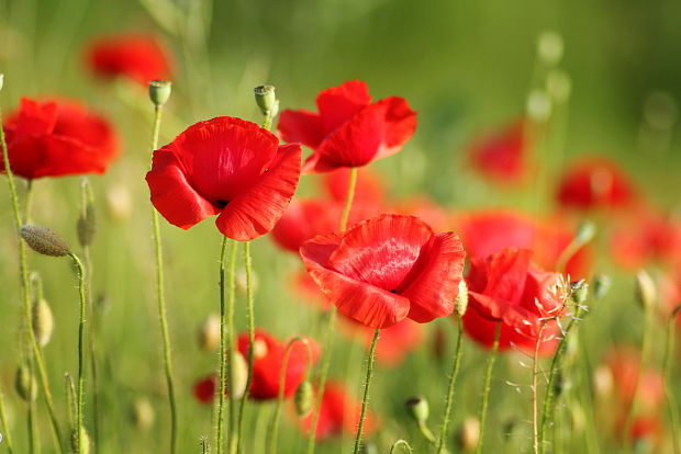 divé maky Papaver rhoeas L.