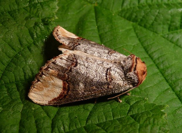 faléra lipová  Phalera bucephala