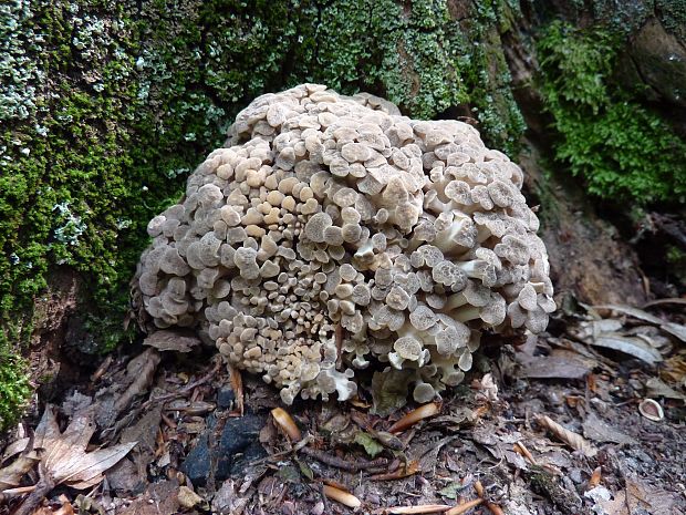 trúdnik klobúčkatý Polyporus umbellatus (Pers.) Fr.