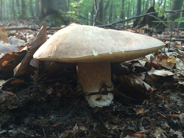 hríb dubový Boletus reticulatus Schaeff.