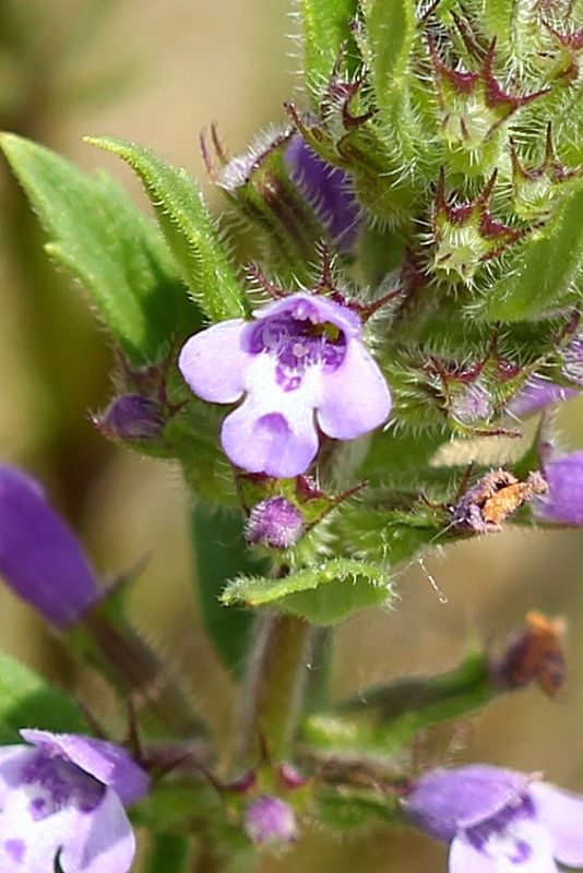 dušovka roľná Acinos arvensis (Lam.) Dandy