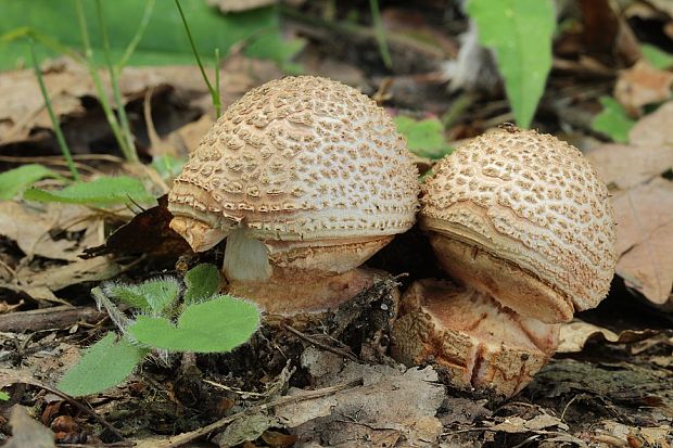 muchotrávka červenkastá Amanita rubescens Pers.